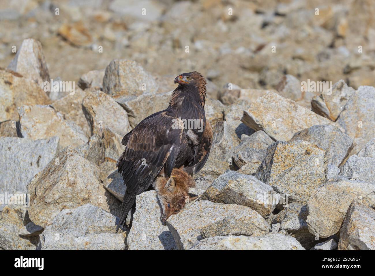 Ein Goldadler (Aquila chrysaetos) sitzt im hellen Sonnenlicht auf einem Geröllhang und ernährt sich von einem toten Fuchs. Felsen im Hintergrund Stockfoto