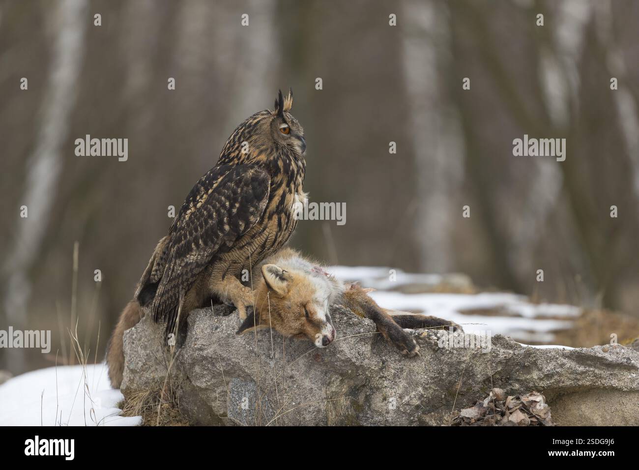 Eine eurasische Uhu, Bubo Bubo, sitzt auf einem Kadaver eines Rotfuchses, der auf einem Felsen liegt. Ein Wald im Hintergrund Stockfoto