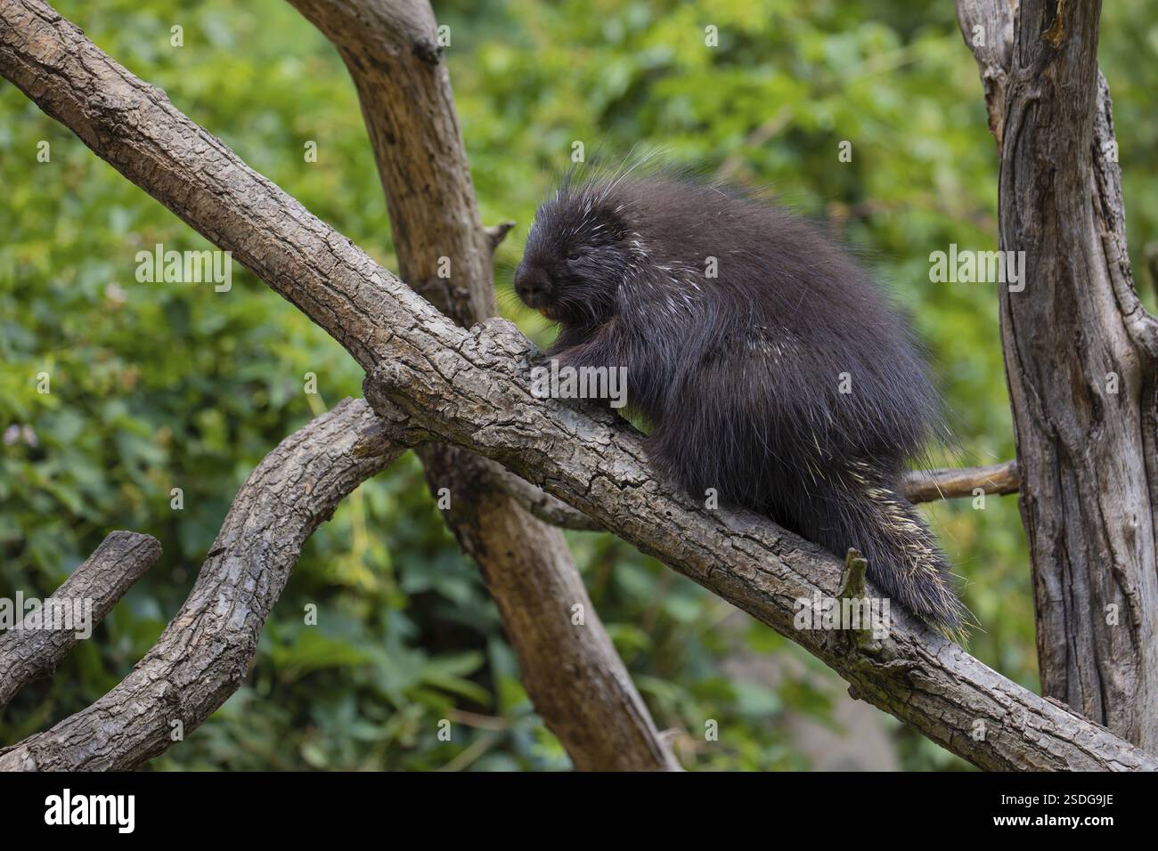 Ein nordamerikanisches Stachelschwein (Erethizon dorsatum) oder kanadisches Stachelschwein, das auf einem Zweig ruht. Ein Wald im Hintergrund Stockfoto