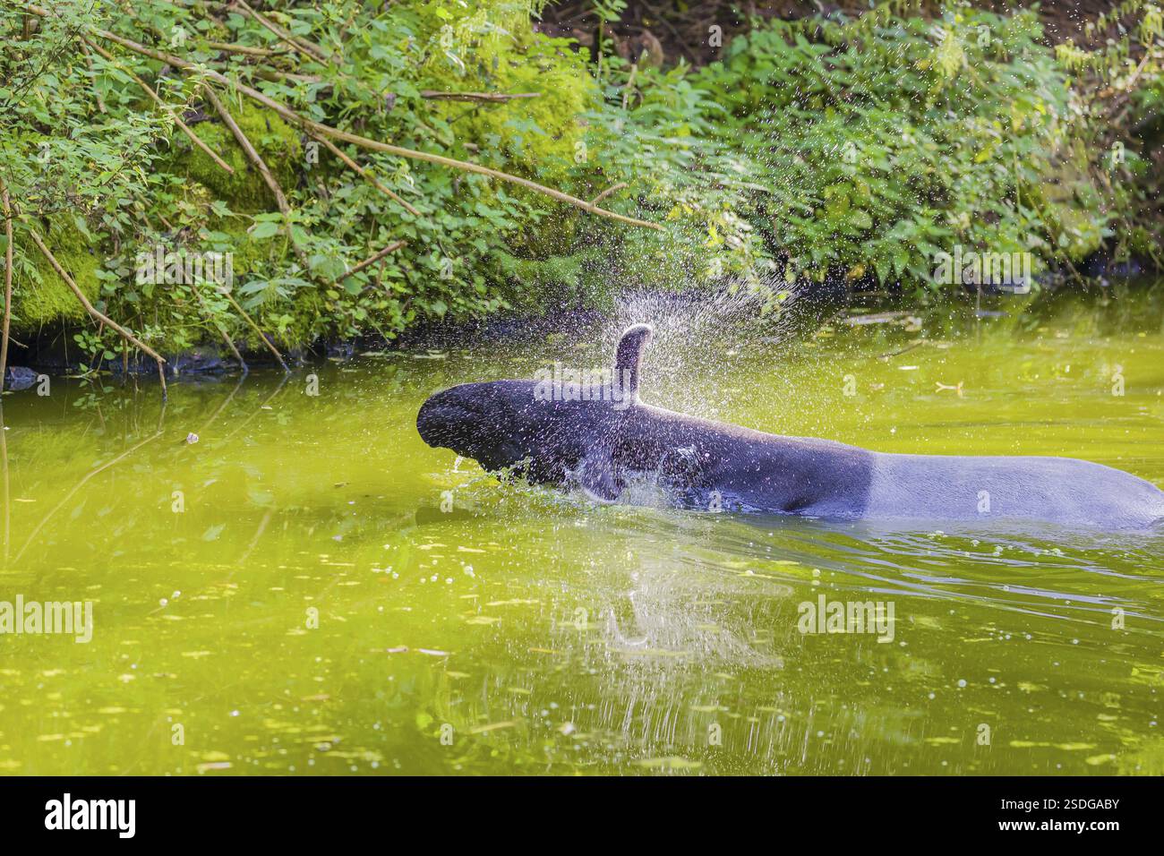 Ein malayischer Tapir (Acrocodia indica) steht im Wasser eines Flusses in der Nähe des Ufers. IUCN-Erhaltungsstatus: Gefährdet. Er schüttelt den Kopf zu ge Stockfoto