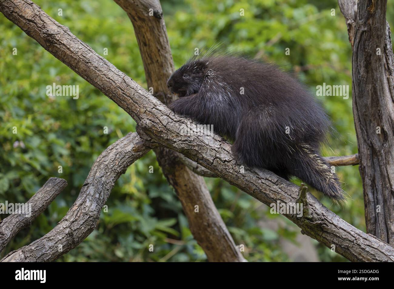 Ein nordamerikanisches Stachelschwein (Erethizon dorsatum) oder kanadisches Stachelschwein, das auf einem Zweig ruht. Ein Wald im Hintergrund Stockfoto