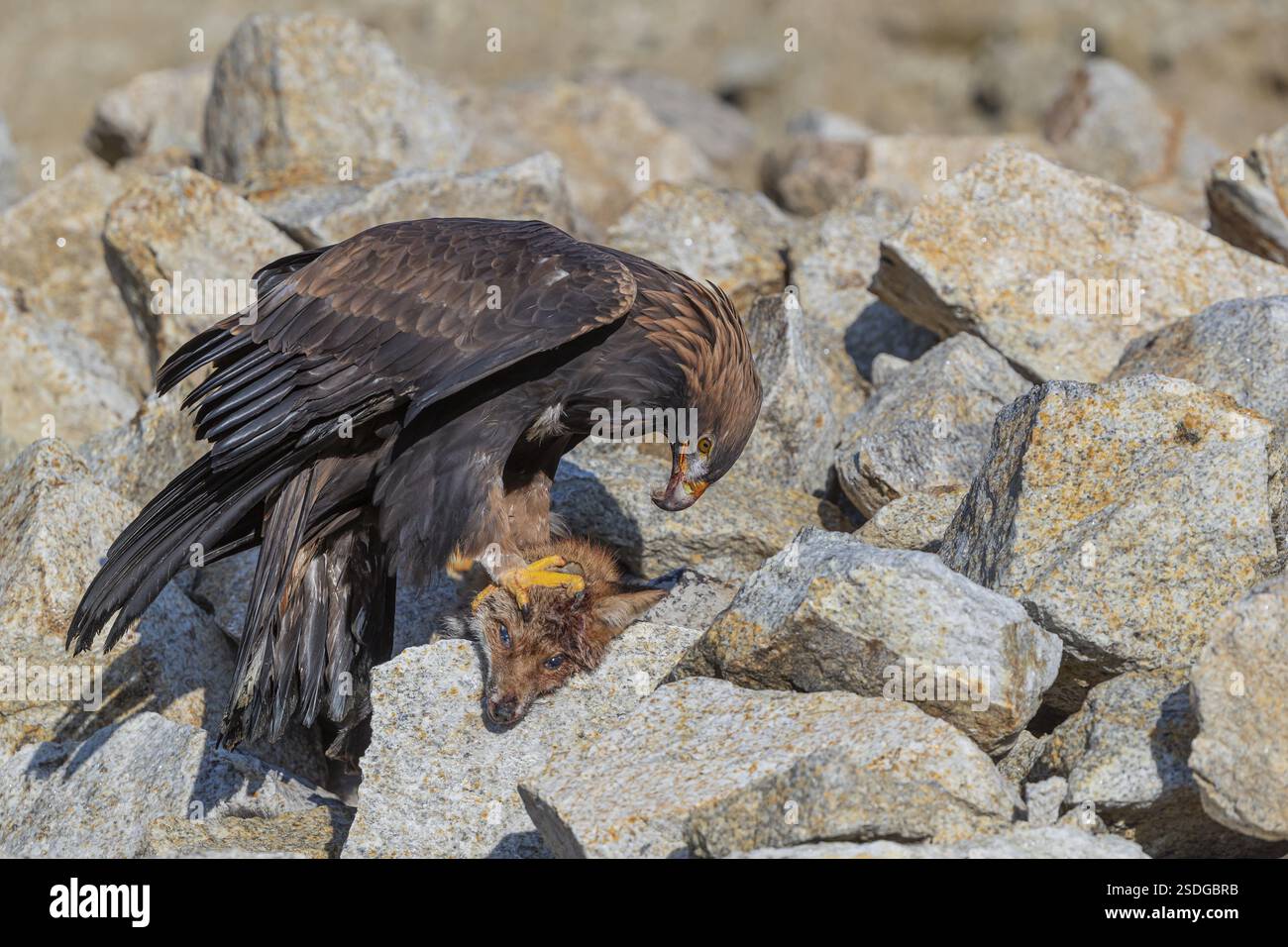 Ein Goldadler (Aquila chrysaetos) sitzt im hellen Sonnenlicht auf einem Geröllhang und ernährt sich von einem toten Fuchs. Felsen im Hintergrund Stockfoto