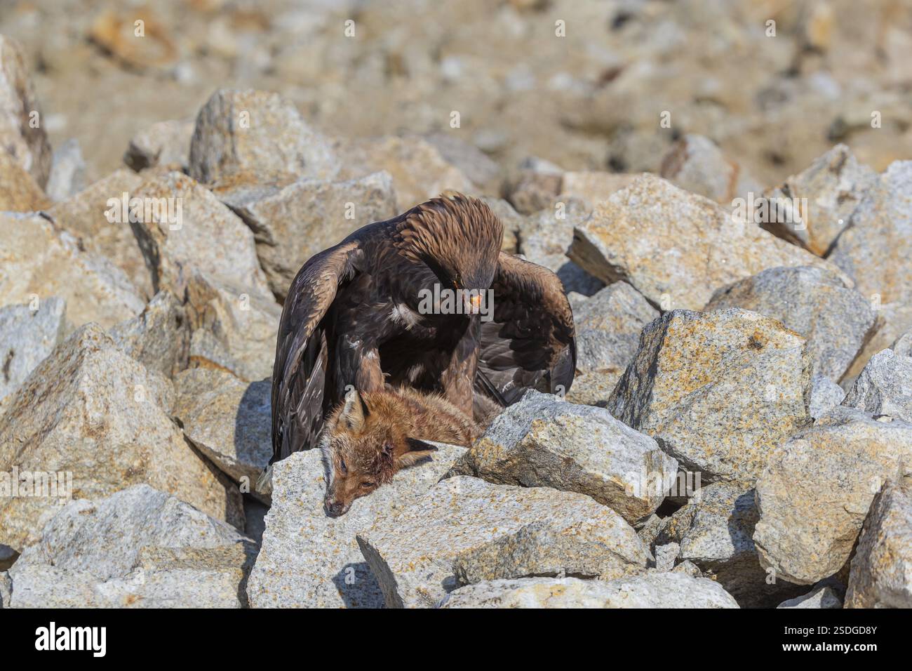 Ein Goldadler (Aquila chrysaetos) sitzt im hellen Sonnenlicht auf einem Geröllhang und ernährt sich von einem toten Fuchs. Felsen im Hintergrund Stockfoto