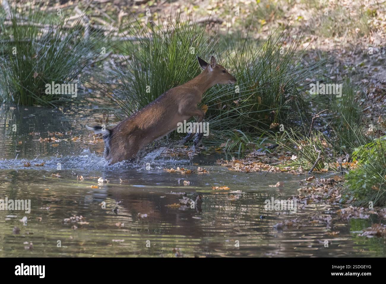 Vietnamesisches Sika-Hirsch, Cervus nippon Pseudaxis, läuft durch einen flachen Teich mit grünem Schilfgras Stockfoto