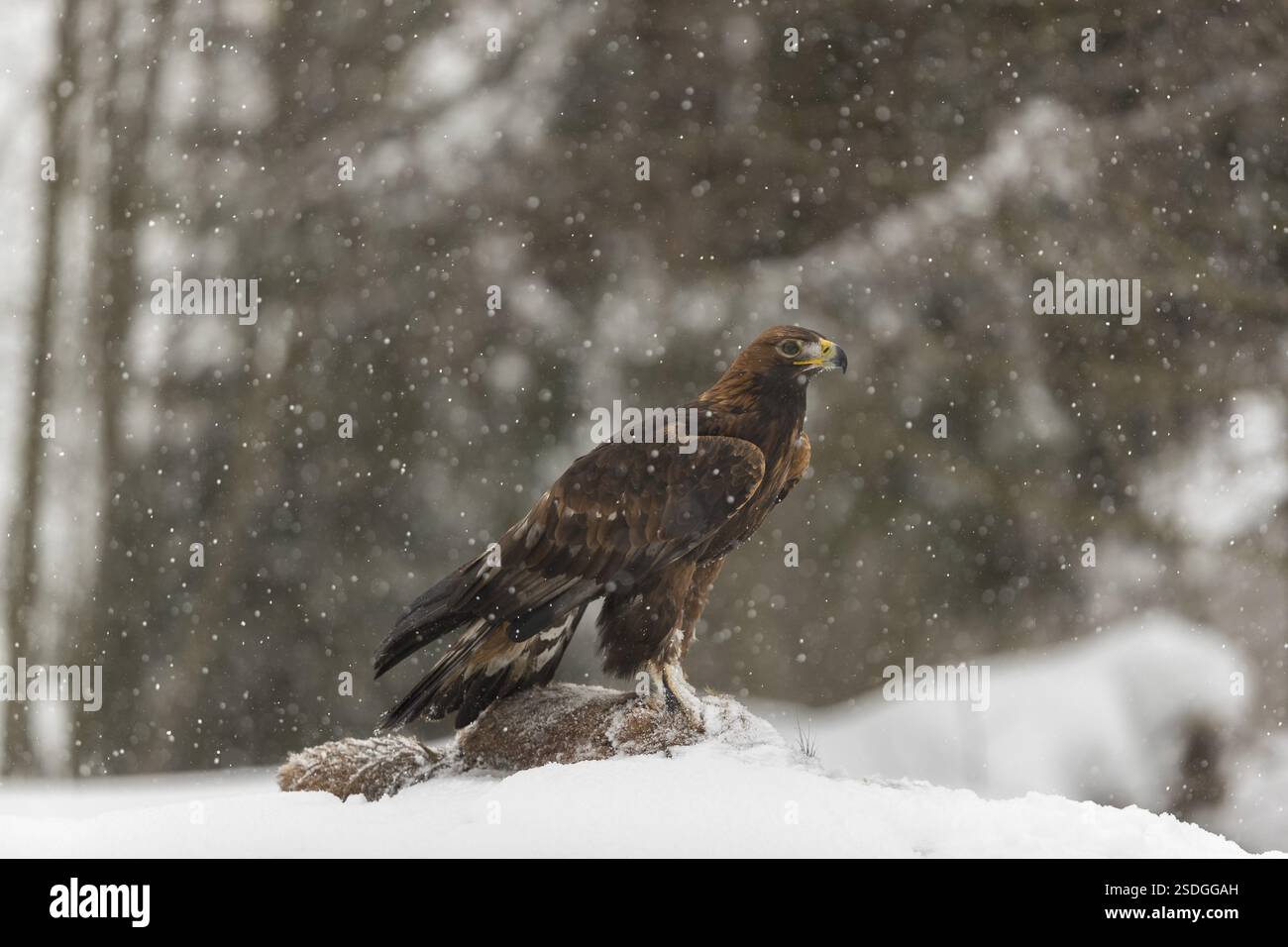 Ein Goldadler (Aquila chrysaetos) sitzt während des Schneefalls auf einem Kadaver eines Rotfuchses auf einer schneebedeckten Wiese. Ein Wald im Hintergrund Stockfoto