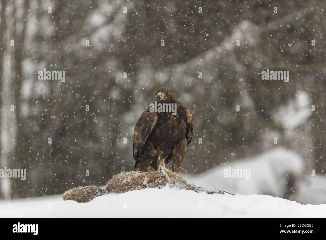 Ein Goldadler (Aquila chrysaetos) sitzt während des Schneefalls auf einem Kadaver eines Rotfuchses auf einer schneebedeckten Wiese. Ein Wald im Hintergrund Stockfoto