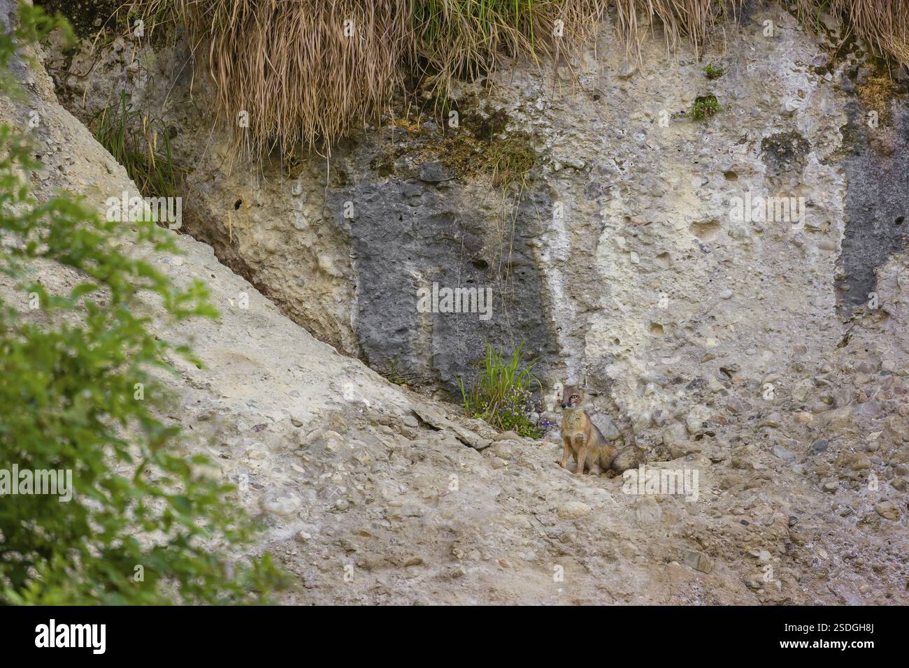 Ein korsischer Fuchs (Vulpes corsac), der auf einem Felsvorsprung steht Stockfoto