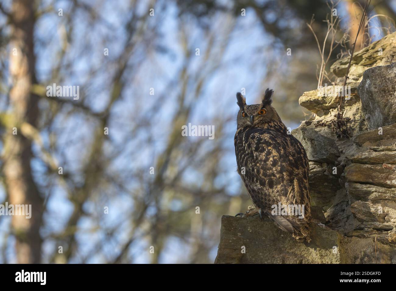 Eine eurasische Uhu, Bubo Bubo, thront auf den Wänden einer Ruine eines Klosters. Bäume und blauer Himmel im Hintergrund Stockfoto
