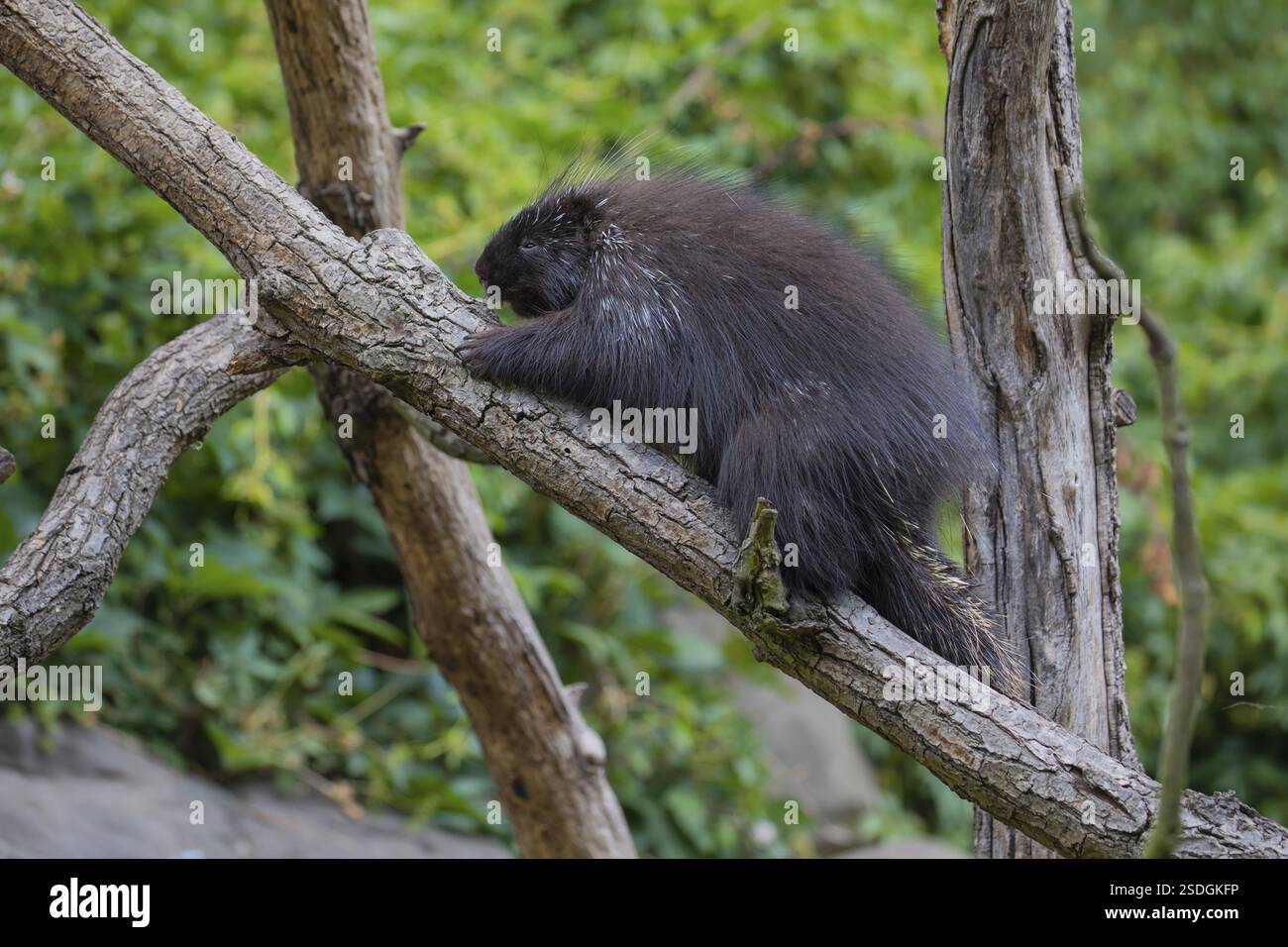 Ein nordamerikanisches Stachelschwein (Erethizon dorsatum) oder kanadisches Stachelschwein, das auf einem Zweig ruht. Ein Wald im Hintergrund Stockfoto
