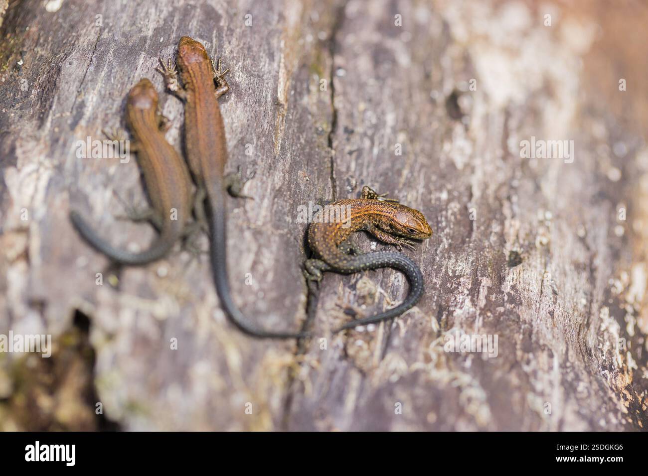 Eidechsen (Zootoca vivipara, früher Lacerta vivivipara) sitzen auf verrottendem Holz und erhitzen sich Stockfoto