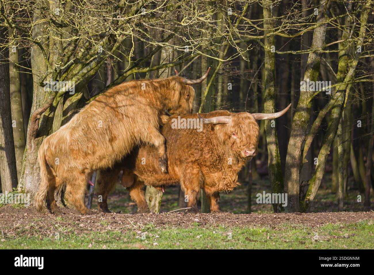 Eine Hochlandkuh (Bos (primigenius) in der Hitze besteigt einen Stier Stockfoto