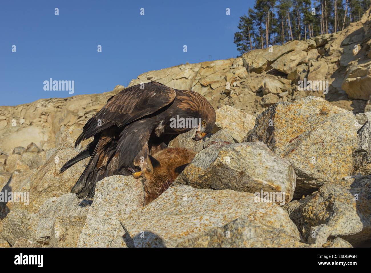 Ein Goldadler (Aquila chrysaetos) sitzt im hellen Sonnenlicht auf einem Geröllhang und ernährt sich von einem toten Fuchs. Felsen, Bäume und blauer Himmel im Hintergrund Stockfoto