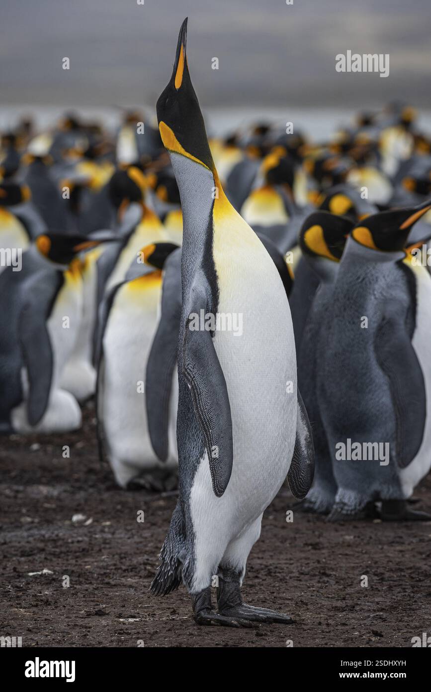 King Pinguin (Aptenodytes patagonicus), Trompetenwesen, Volunteer Point, Falklandinseln, Großbritannien, Südatlantik, Südamerika Stockfoto