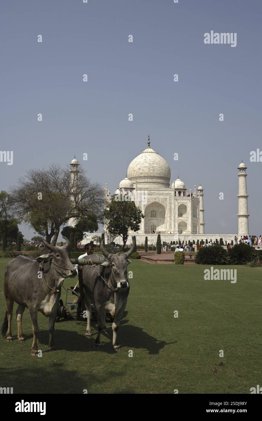 Stiere, die zum Rasenmähen im Taj Mahal Seventh Wonders of World, Agra, Uttar Pradesh, Indien, zum UNESCO-Weltkulturerbe erklärt wurden Stockfoto