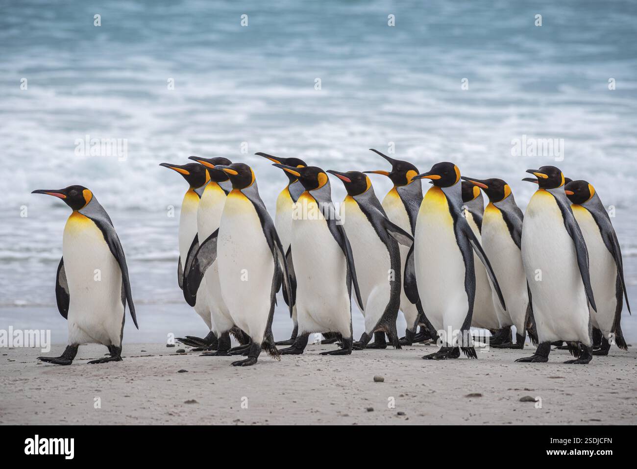 Königspinguine (Aptenodytes patagonicus) am Strand, Volunteer Point, Falklandinseln, Großbritannien, Südatlantik, Südamerika Stockfoto