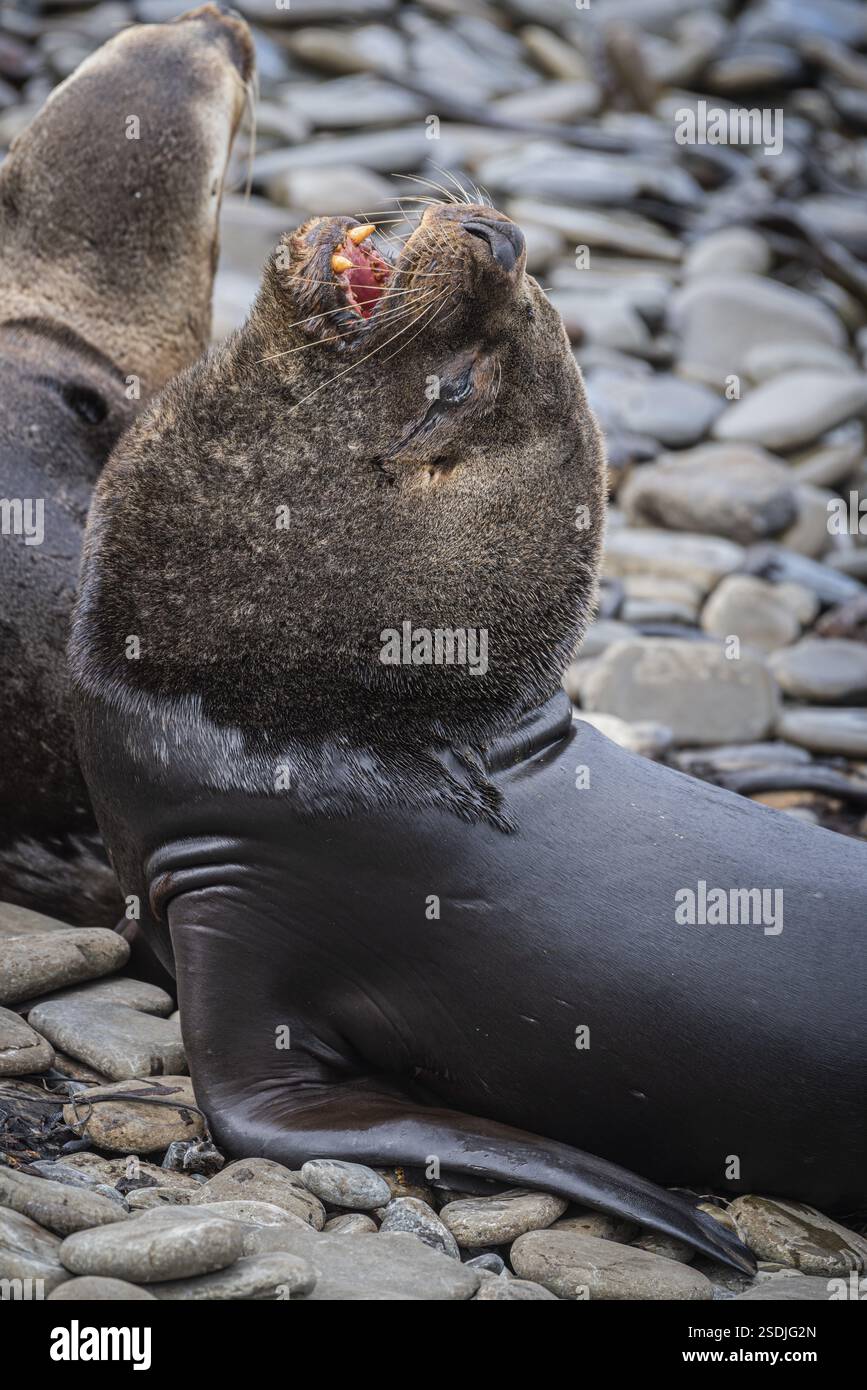 Seehunde (Otaria flavescens), Stier am Strand, Bleaker Island, Falklandinseln, Großbritannien, Südatlantik, Südamerika Stockfoto