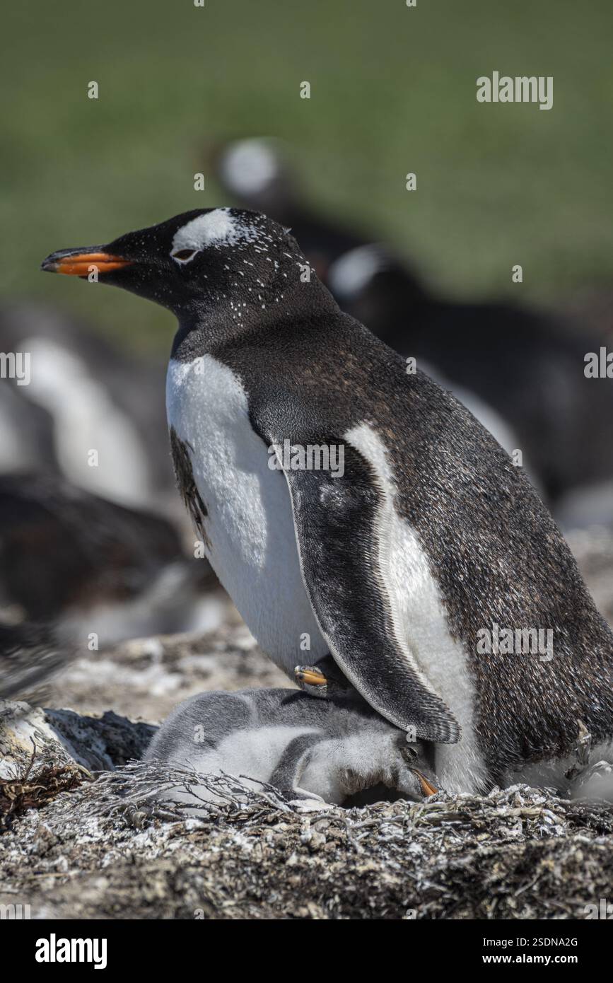 Gentoo-Pinguin (Pygoscelis papua) auf einem Nest mit zwei Küken, Pebble Island, Falklandinseln, Großbritannien, Südatlantik, Südamerika Stockfoto