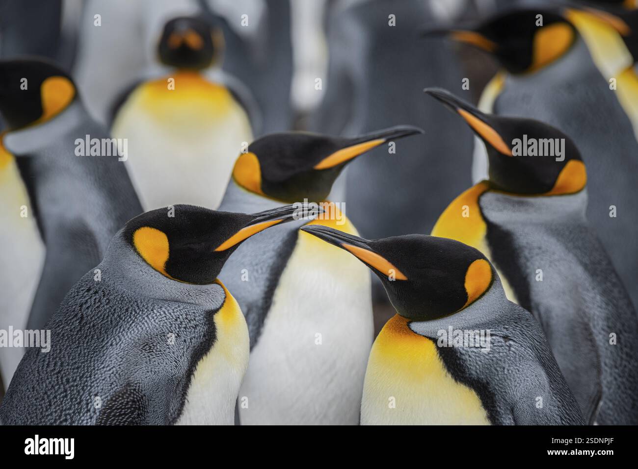 Königspinguine (Aptenodytes patagonicus), in einer Kolonie, Volunteer Point, Falklandinseln, Großbritannien, Südatlantik, Südamerika Stockfoto