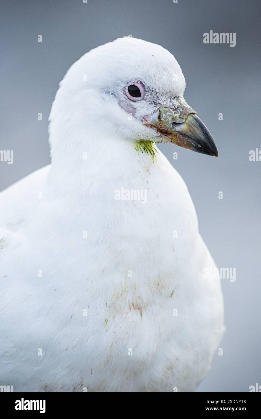 Weißschnabel (Chionis alba), Bleaker Island, Falklandinseln, Großbritannien, Südatlantik, Südamerika Stockfoto