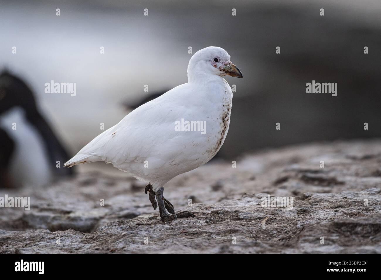 Weißschnabel (Chionis alba), Bleaker Island, Falklandinseln, Großbritannien, Südatlantik, Südamerika Stockfoto