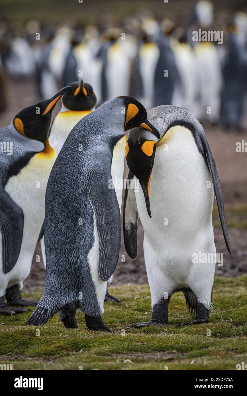 Königspinguine (Aptenodytes patagonicus), Paarung in einer Kolonie, Volunteer Point, Falklandinseln, Großbritannien, Südatlantik, Südamerika Stockfoto