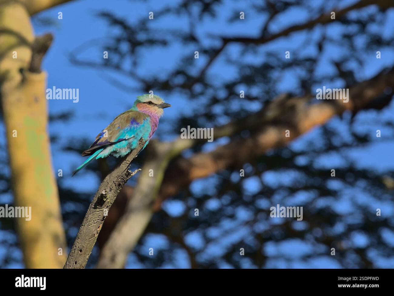 Hübscher Fliedervogel, der auf einem Zweig sitzt und in den wilden Wäldern des Solio-Wildreservats in kenia nach Insekten sucht Stockfoto