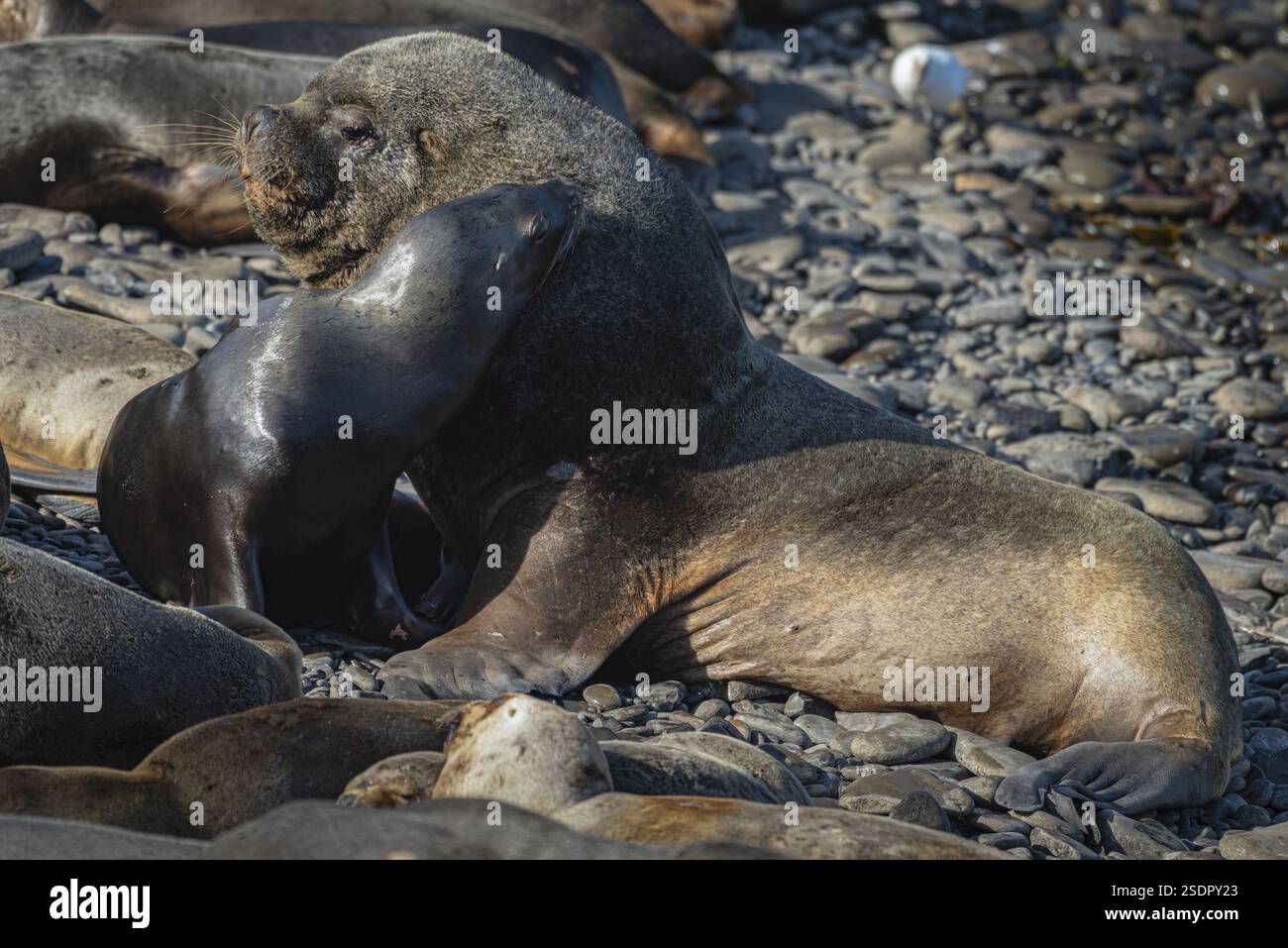 Mähnenrobben (Otaria flavescens), die sich paarungsbereit zeigen, Bleaker Island, Falklandinseln, Großbritannien, Südatlantik, Südamerika Stockfoto