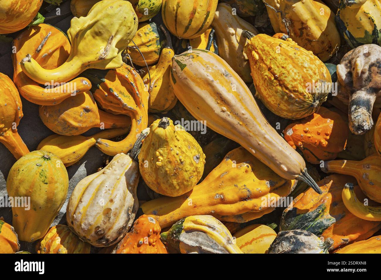 Zierkürbisse (Cucurbita pepo), Bayern, Deutschland, Europa Stockfoto