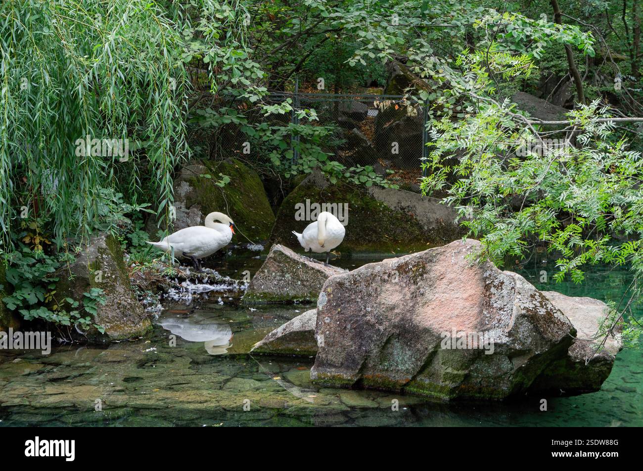 Urban Serenity: Genießen Sie das friedliche Wasser des Park Pond Stockfoto