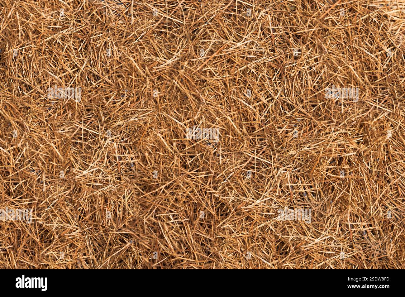 Nahaufnahme von braunem Gras Erzeugen einer natürlichen gemusterten Textur Stockfoto