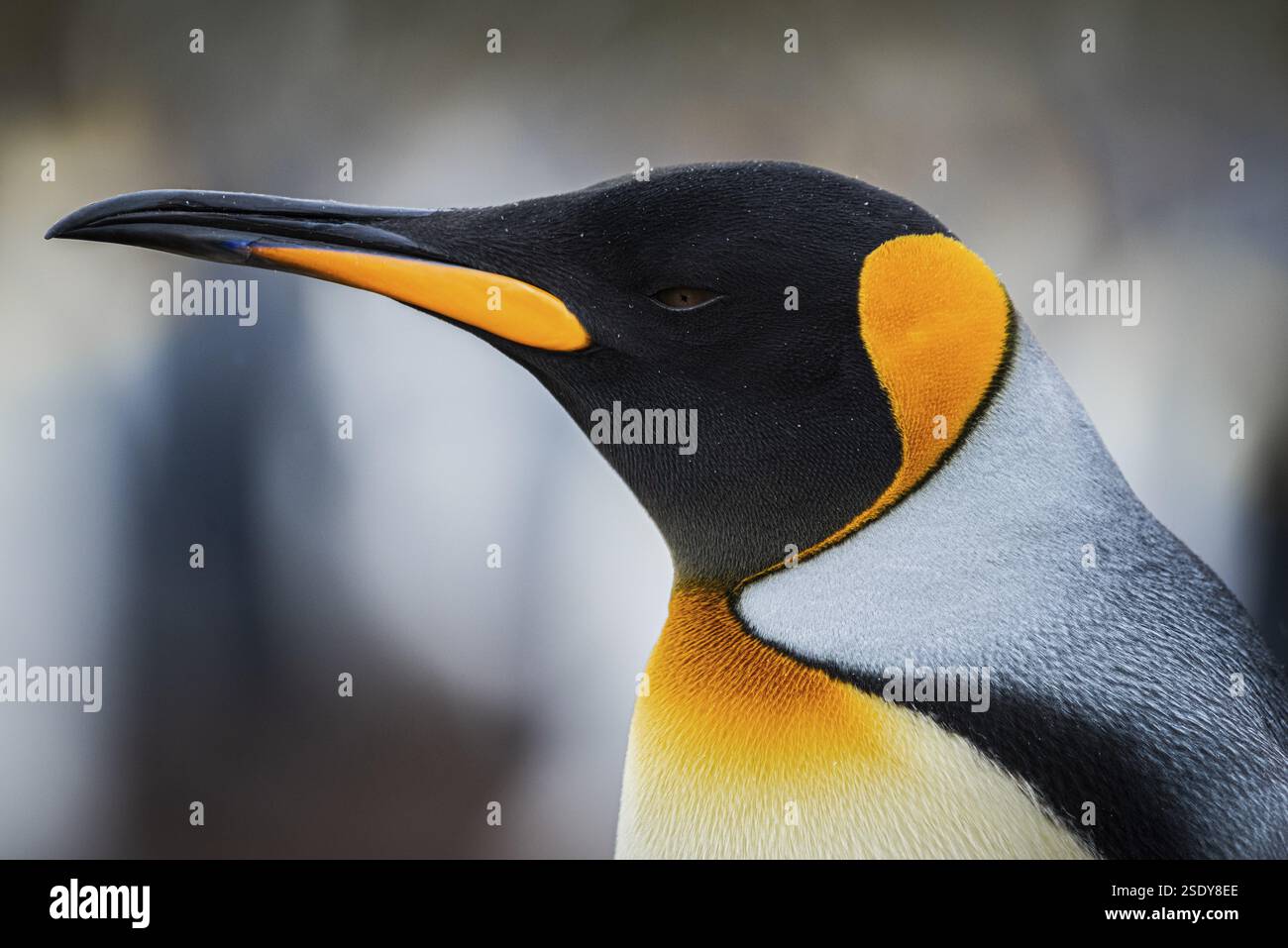 Königspinguin (Aptenodytes patagonicus), in einer Kolonie, Volunteer Point, Falklandinseln, Großbritannien, Südatlantik, Südamerika Stockfoto
