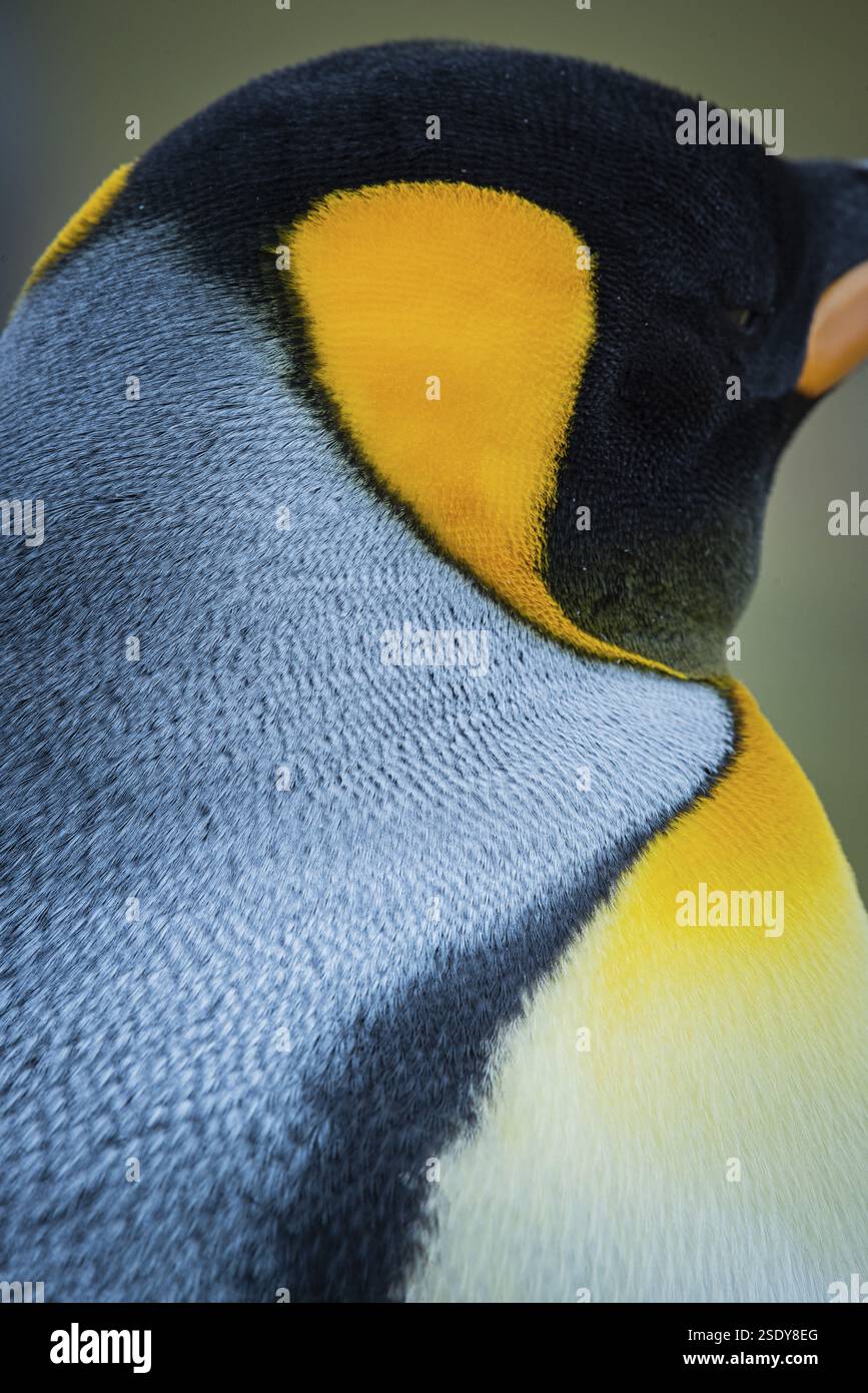 Königspinguin (Aptenodytes patagonicus), in einer Kolonie, Volunteer Point, Falklandinseln, Großbritannien, Südatlantik, Südamerika Stockfoto