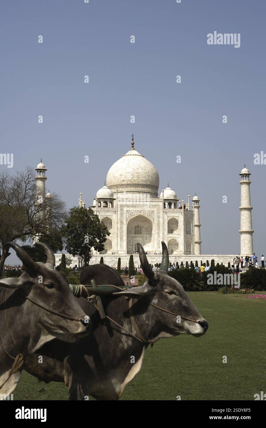 Stiere, die zum Rasenmähen im Garten im Taj Mahal Seventh Wonders of World, Agra, Uttar Pradesh, Indien, zum UNESCO-Weltkulturerbe erklärt wurden Stockfoto