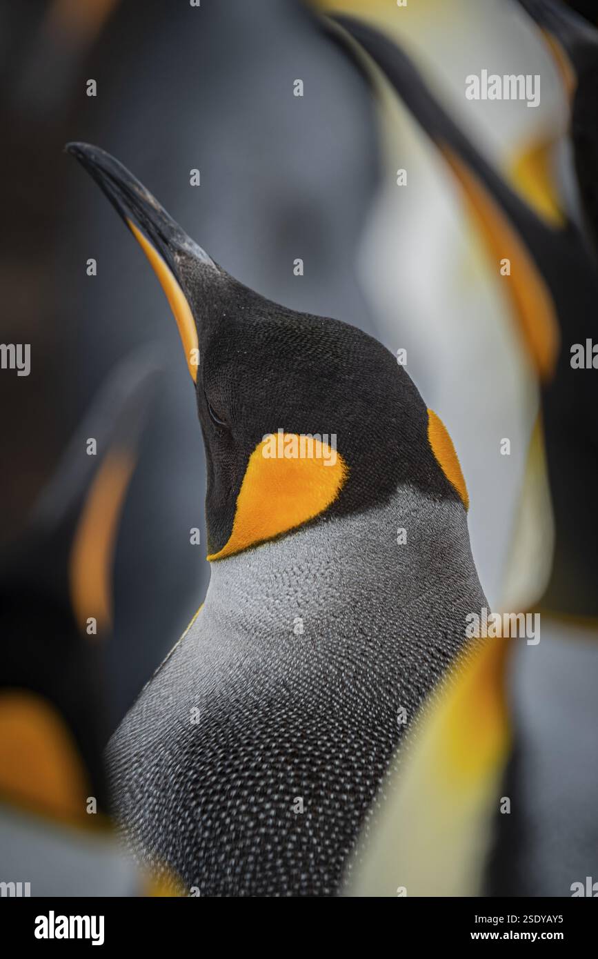 Königspinguin (Aptenodytes patagonicus), in einer Kolonie, Volunteer Point, Falklandinseln, Großbritannien, Südatlantik, Südamerika Stockfoto