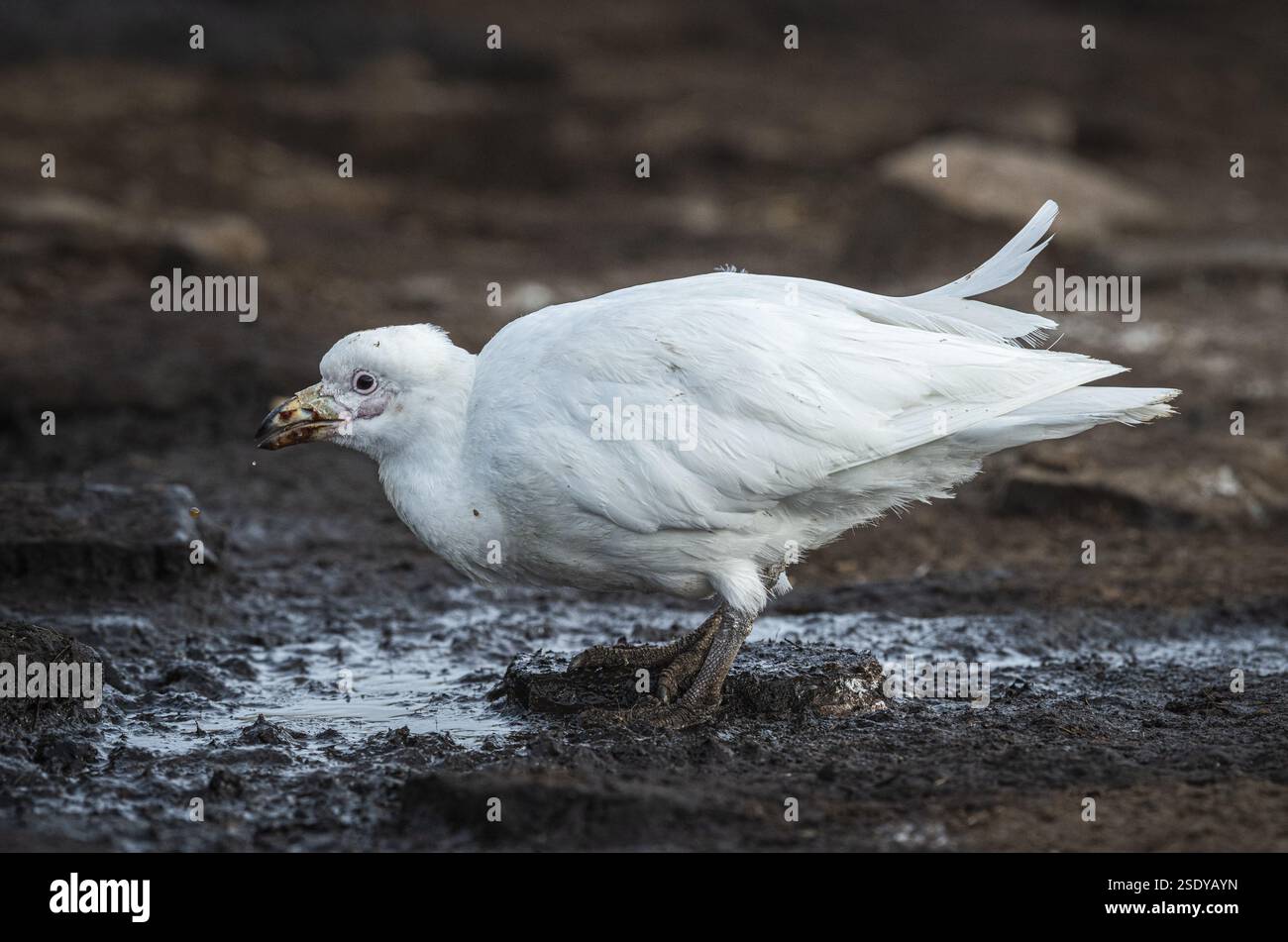 Weißschnabel (Chionis alba), trinken an einer Wasserquelle, Bleaker Island, Falklandinseln, Großbritannien, Südatlantik, Südamerika Stockfoto