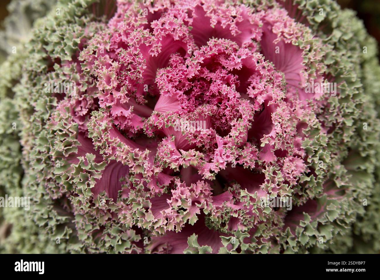 Grünkohl oder ornamentalen Kohl lateinischen Namen Brassica Oleracea Arten blühen Stockfoto