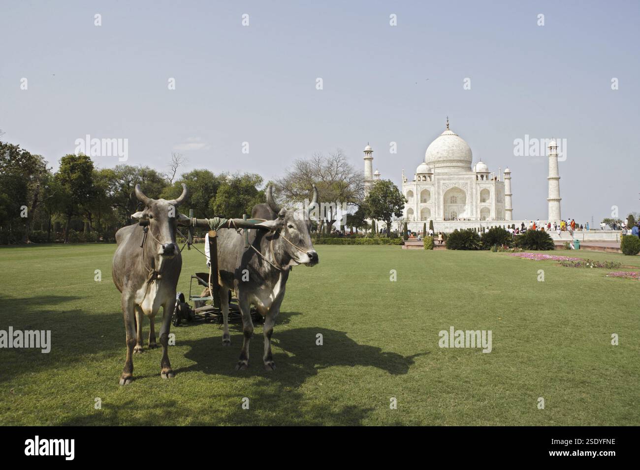 Stiere, die für das Grasschneiden von Rasen im Garten von Minaretten im Taj Mahal Seventh Wonders of World, Agra, Uttar Pradesh, Indien, zum UNESCO-Weltkulturerbe gehören Stockfoto
