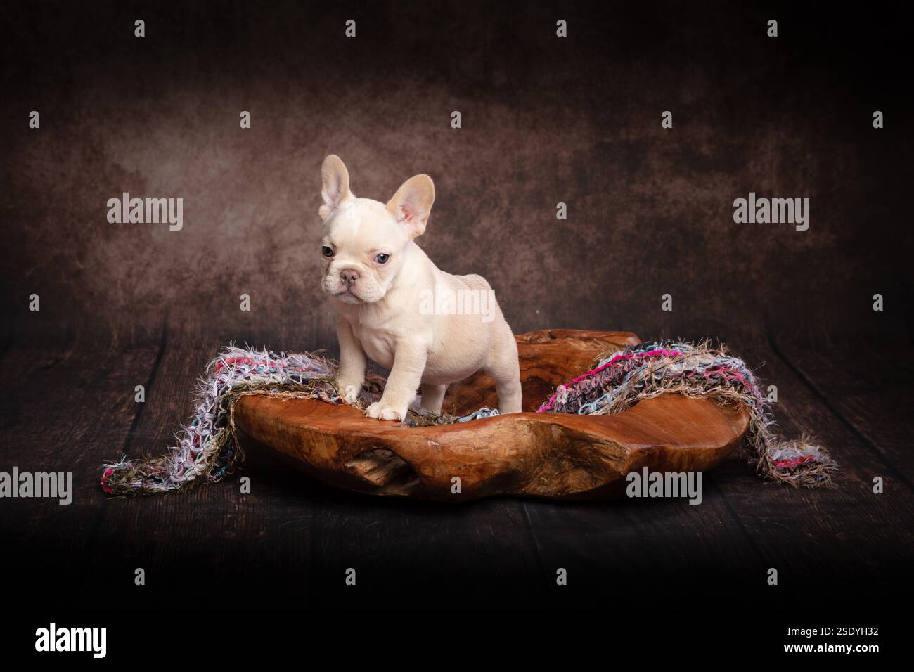Der ganze Körper und das Gesicht eines sehr jungen französischen Bulldog-Welpen stehen seitlich, er ist in einer handgeschnitzten Schüssel mit Stoffbesatz. Stockfoto