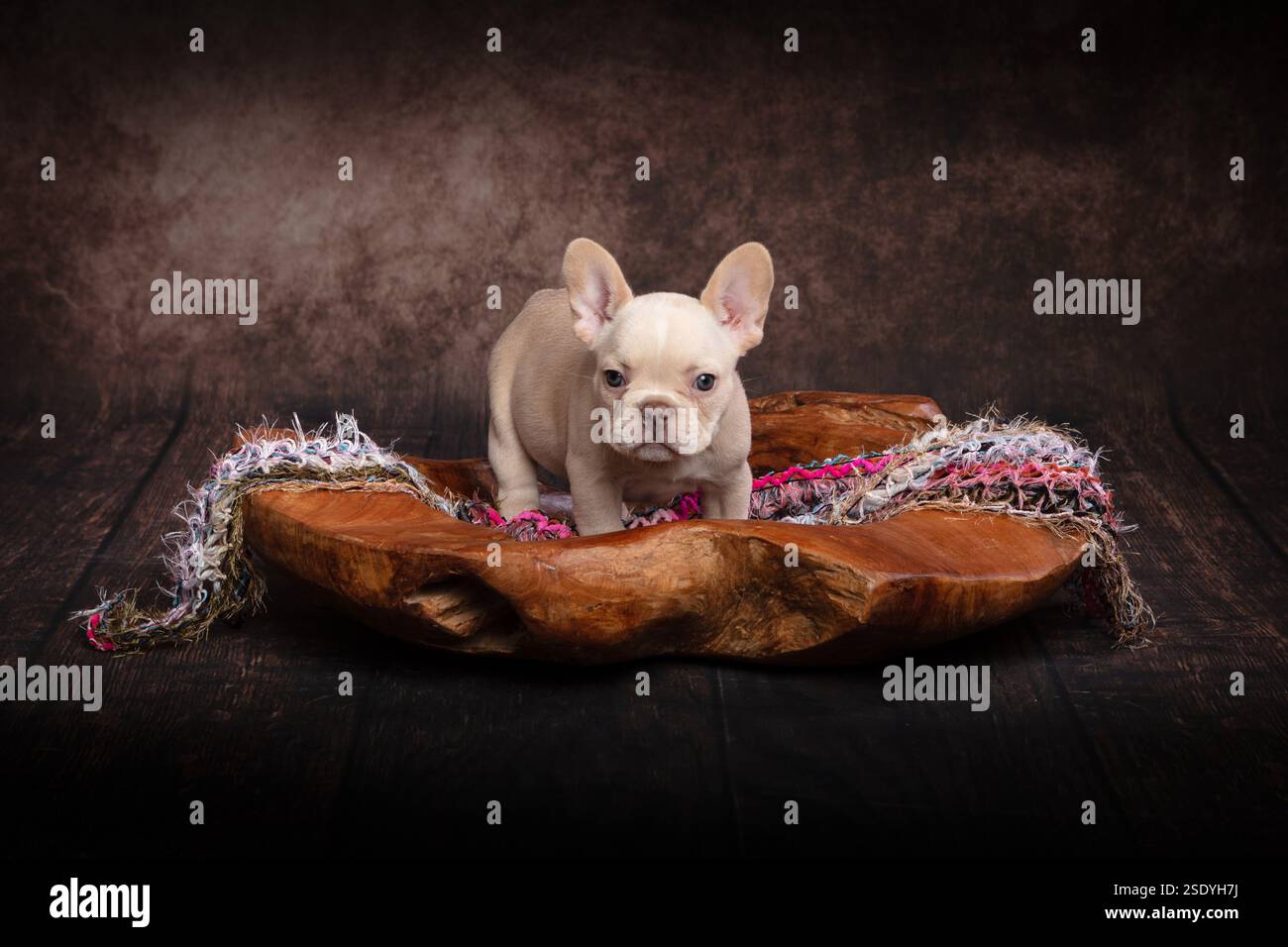 Ein kleiner junger französischer Bulldog-Welpe steht in einer rustikalen, geschnitzten Schüssel und blickt auf die Kamera. Die Schüssel ist mit rosa und weißem Stoff gekleidet Stockfoto
