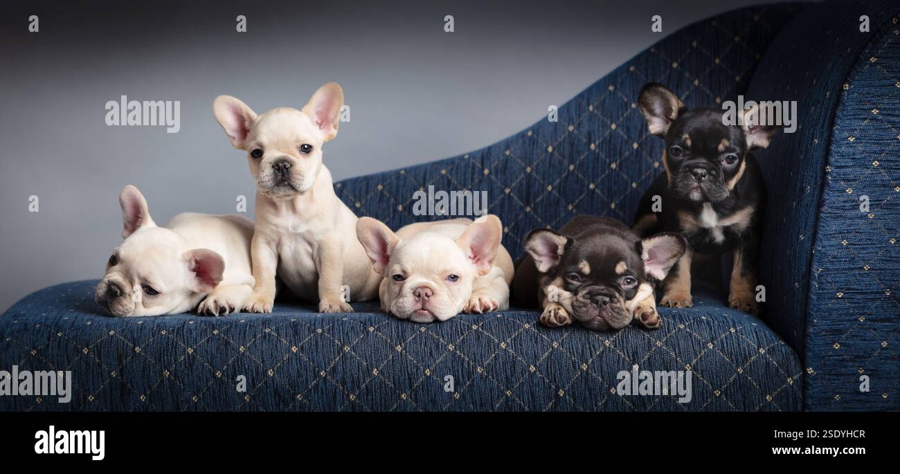 Eine Nahaufnahme einer Gruppe von 5 französischen Bulldoggen-Welpen, die auf einem blauen Sofa sitzen Stockfoto