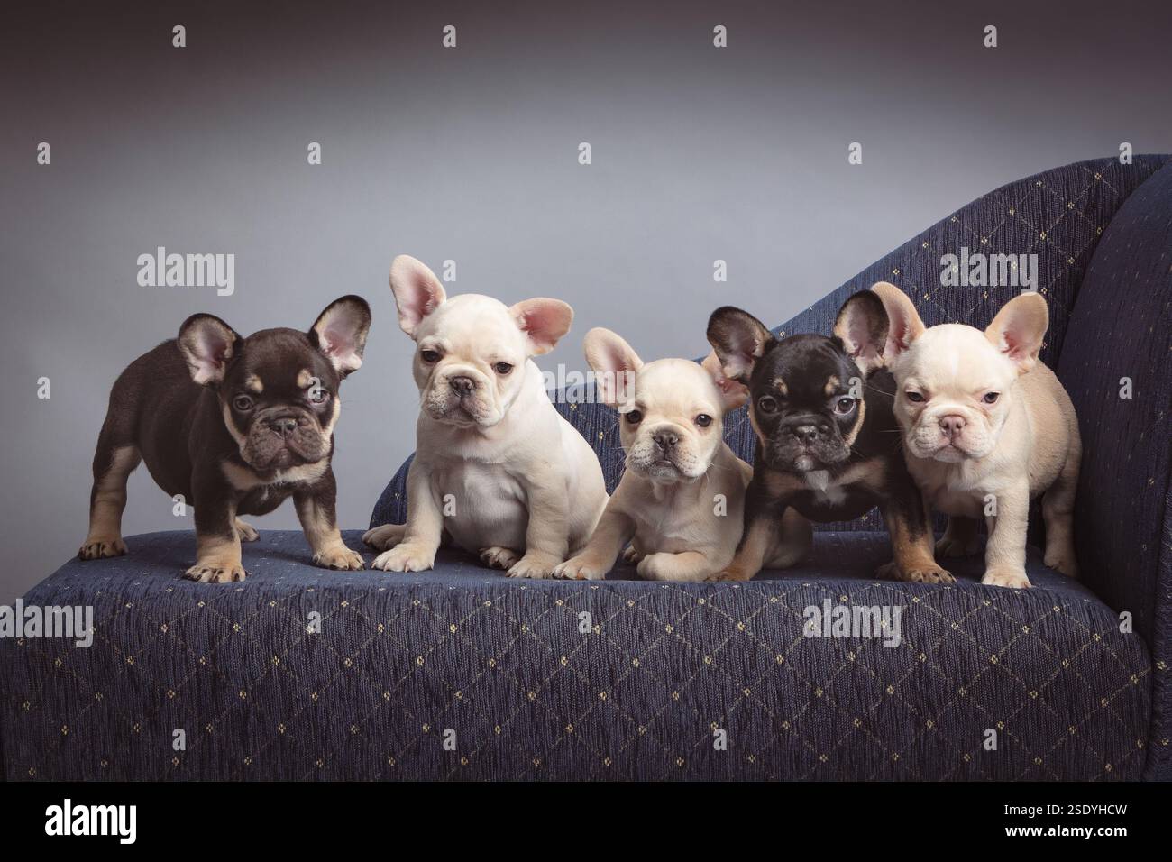 Die Bulldog-Welpen der Gruppe sehen direkt in die Kamera, sie sitzen und stehen auf einem Bluce-Sofa Stockfoto