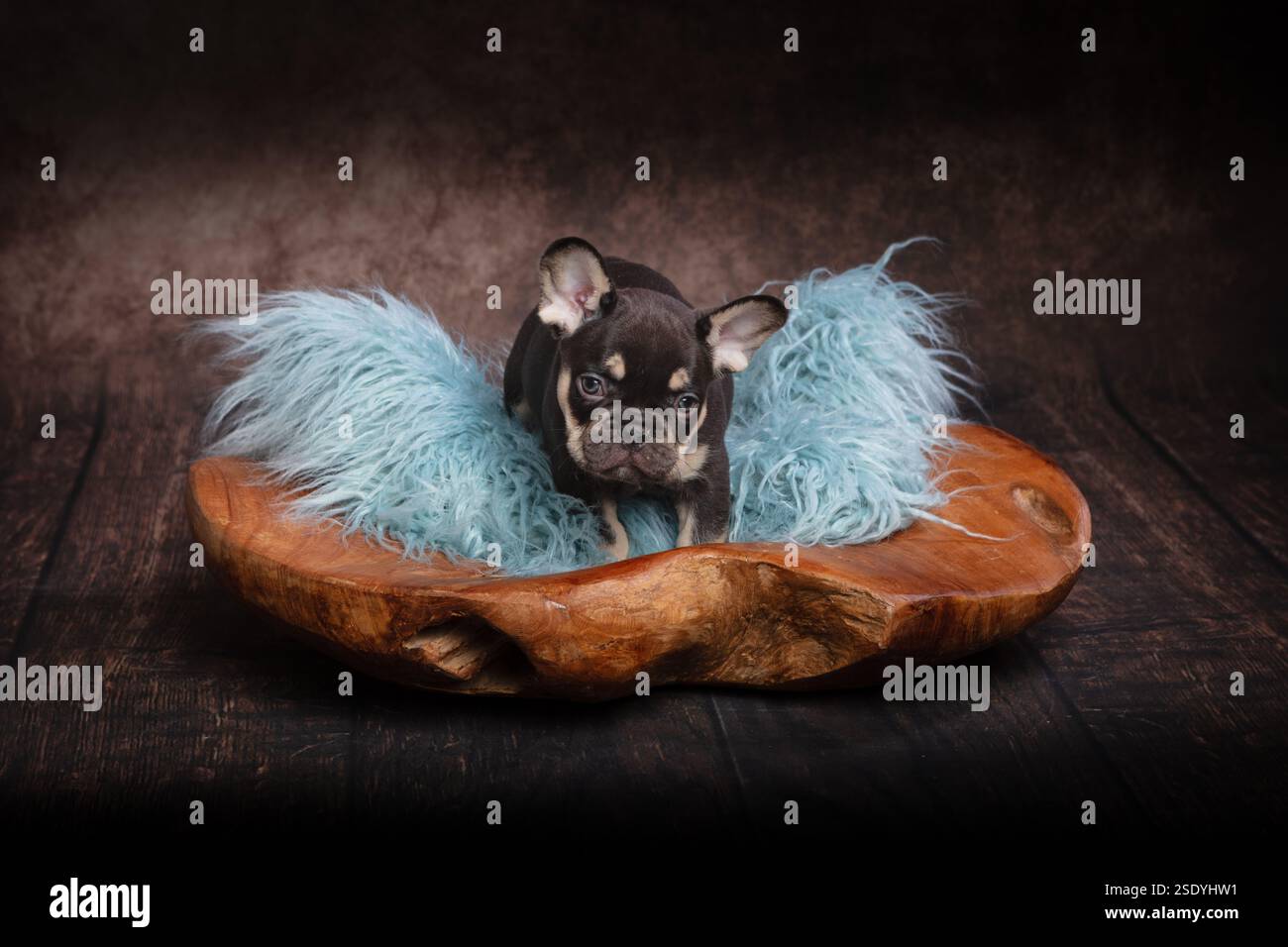Ein süßer französischer Bulldog-Welpe sitzt auf blauem Fell in einer handgeschnitzten Holzschale auf einem Studiohintergrund Stockfoto