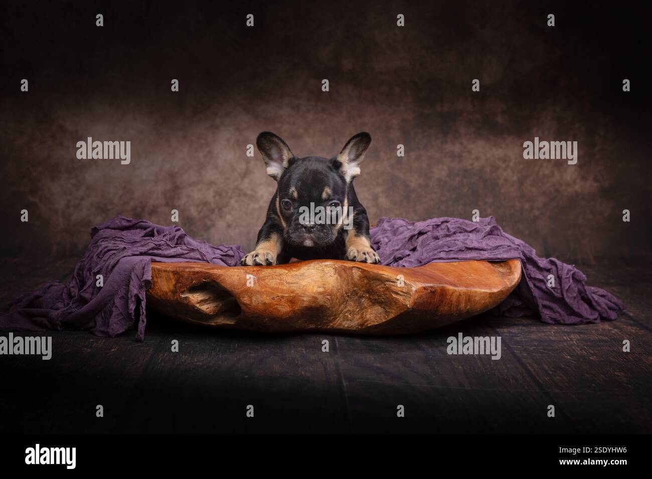 Eine dunkle, handgeschnitzte Holzschale aus französischem Bulldog-Hündchen, die mit violettem Stoff verziert ist. Nach vorne zeigen Stockfoto