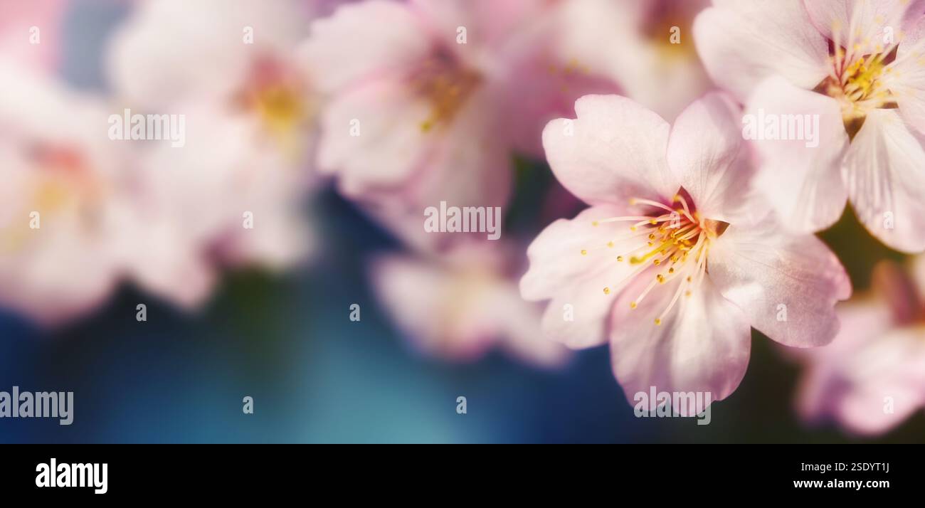 Kirschblüten hintereinander, Nahaufnahme mit dunkelblauem Hintergrund und Bokeh Stockfoto Kirschblüten hintereinander, Nahaufnahme mit dunkelblauem Hintergrund und Bokeh Stockfoto