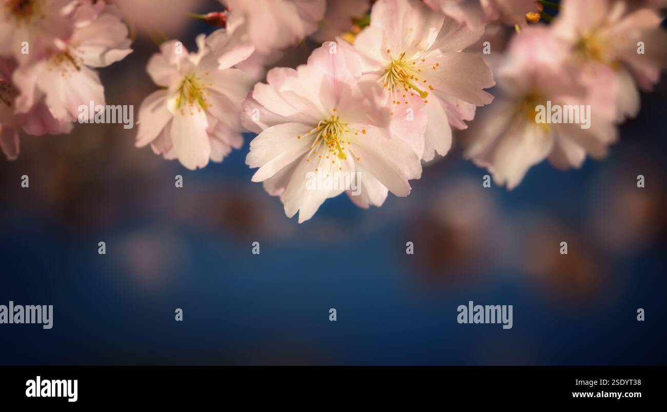 Kirschblüten aus der Nähe mit elegantem dunkelblauem Hintergrund und Bokeh Stockfoto Kirschblüten aus der Nähe mit elegantem dunkelblauem Hintergrund und Bokeh Stockfoto