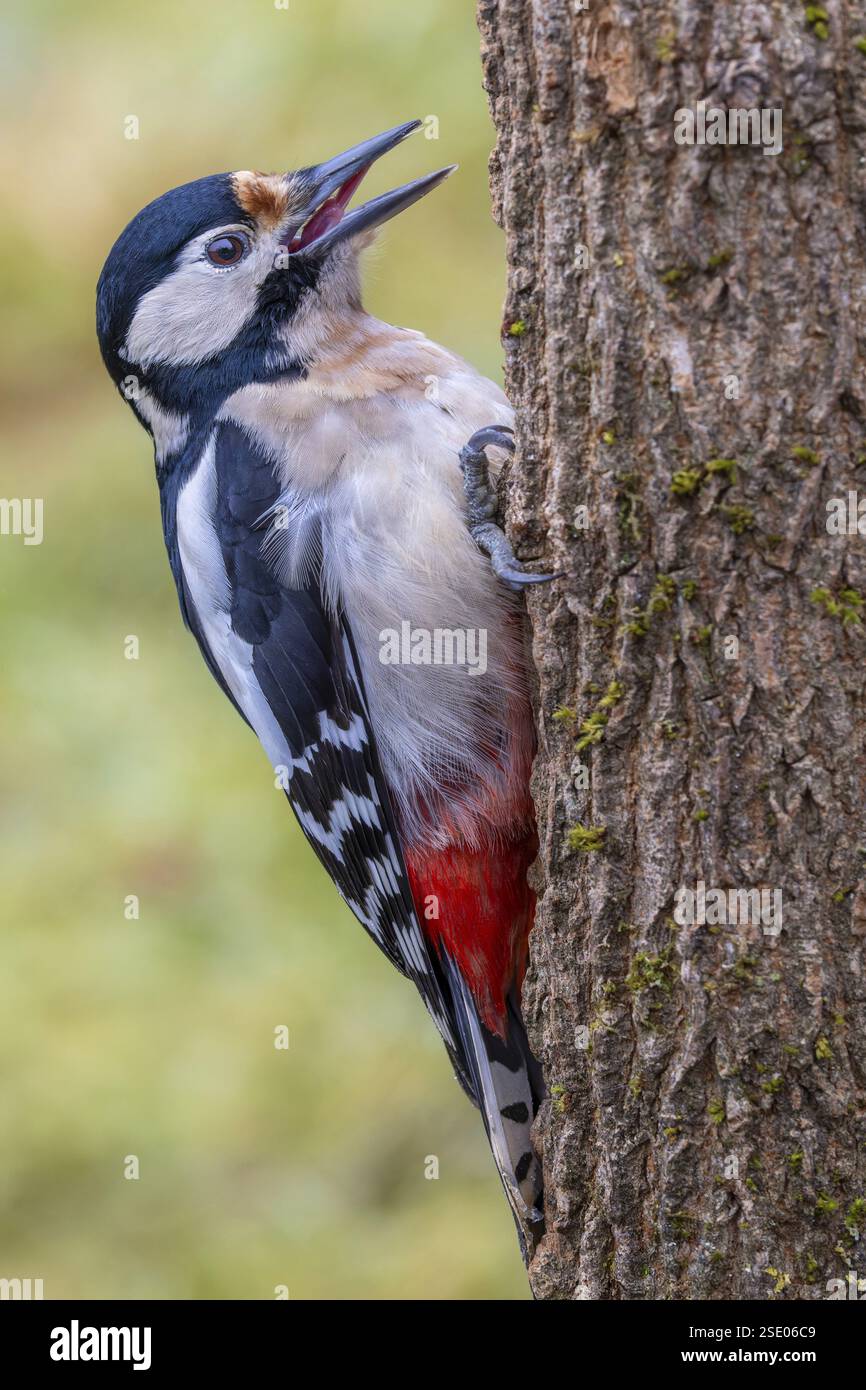 Großspecht (Dendrocopos Major) sucht in der gefurchten Rinde nach Nahrung Stockfoto