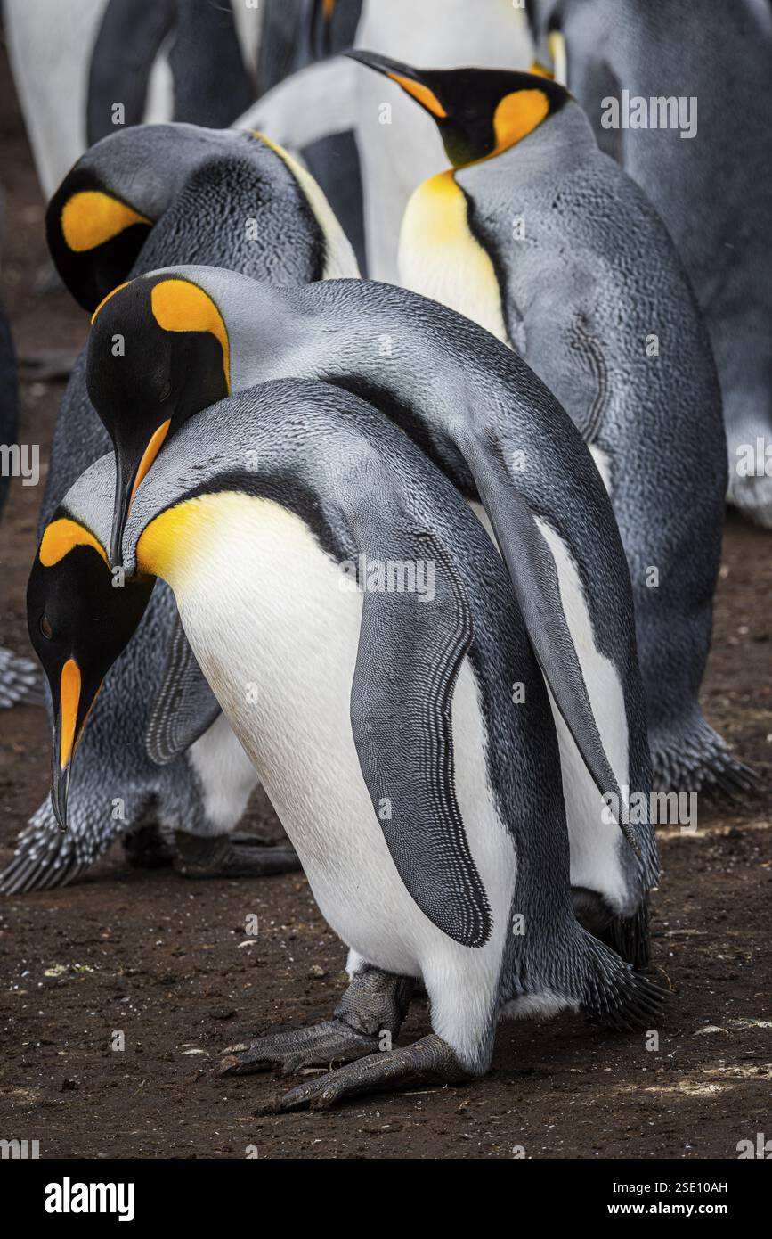 Königspinguine (Aptenodytes patagonicus), Paarung in einer Kolonie, Volunteer Point, Falklandinseln, Großbritannien, Südatlantik, Südamerika Stockfoto