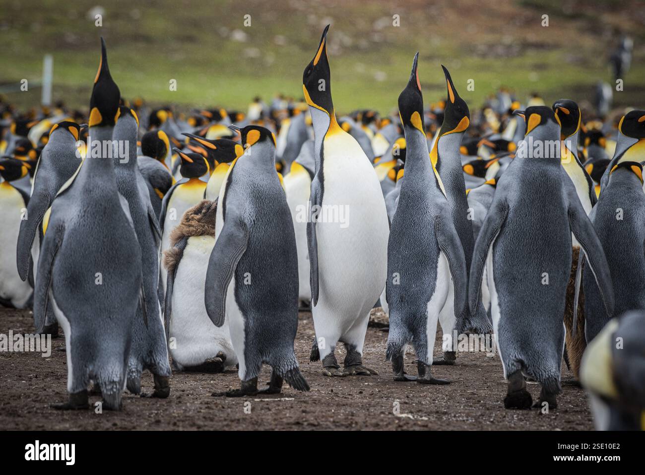 Königspinguine (Aptenodytes patagonicus), Trompeten in einer Kolonie, Volunteer Point, Falklandinseln, Großbritannien, Südatlantik, Südamerika Stockfoto