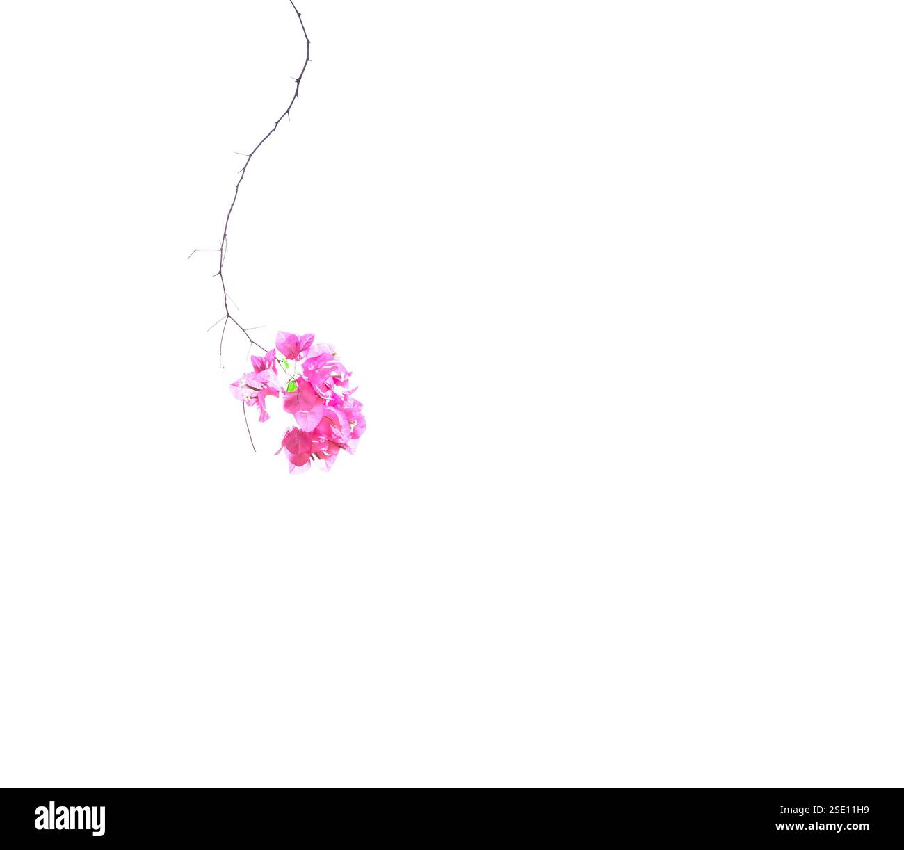 Die Fassade dieses historischen Gebäudes ist mit farbigen Details versehen und stellt einen Charakter, ein Tier oder eine Blume dar. Das Hotel befindet sich in Siem Riep, Angkor Wat, Kambodscha, A Stockfoto