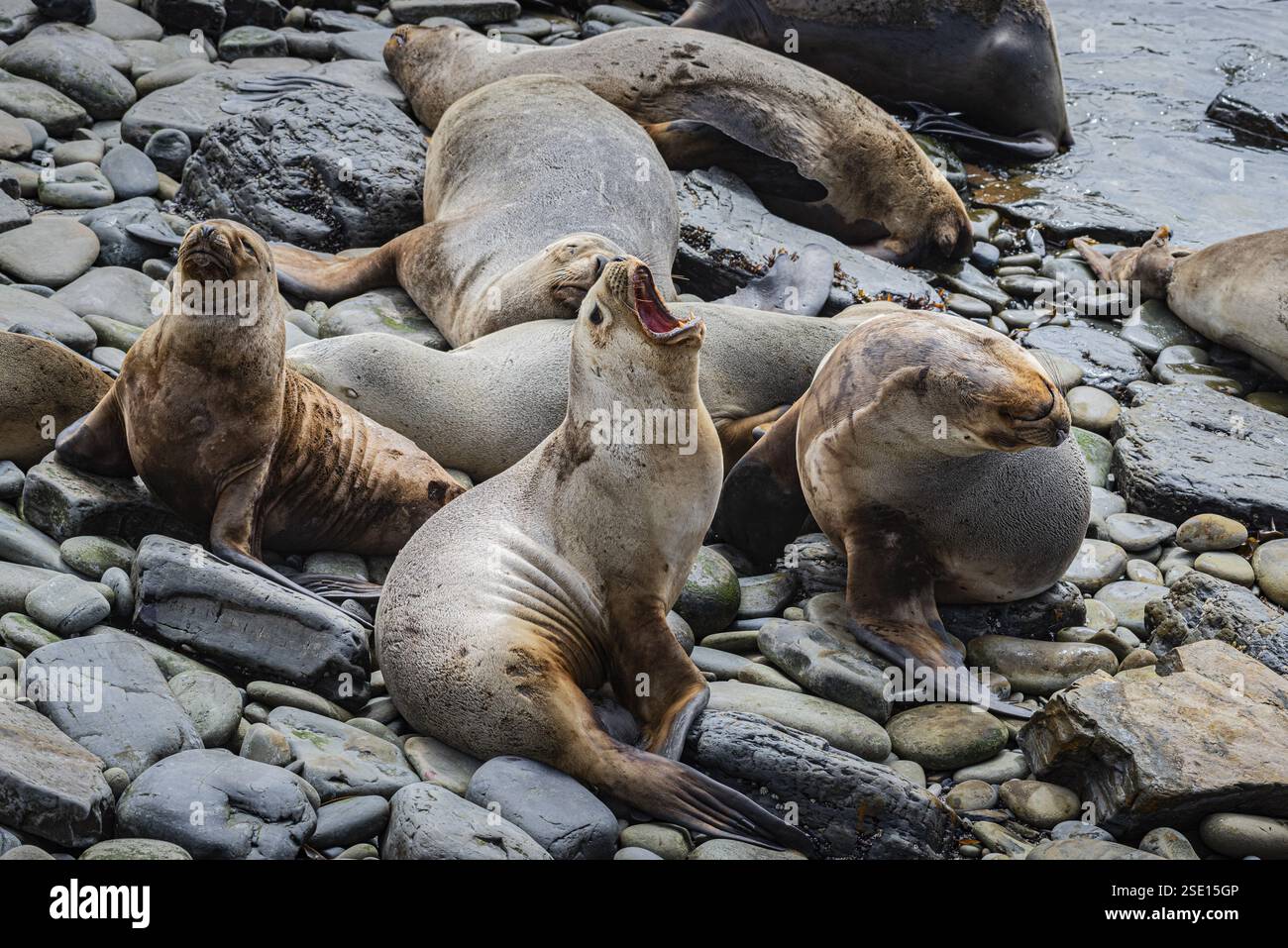 Weibliche Mähnenrobben (Otaria flavescens), die an einem Strand ruhen, Bleaker Island, Falklandinseln, Großbritannien, Südatlantik, Südamerika Stockfoto